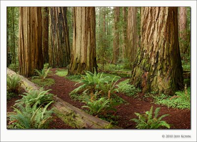 Redwood National Park Image Gallery