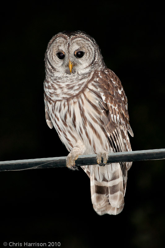 Night Owl Racing Forum