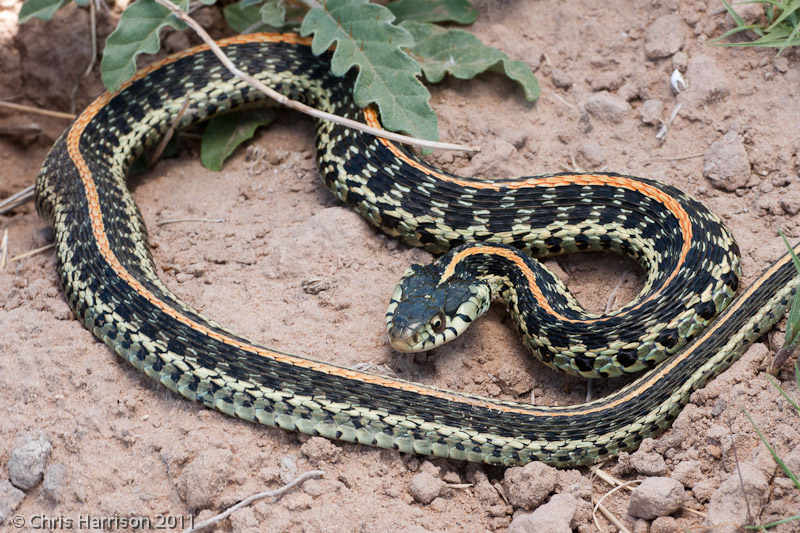 Garter Snake Id Field Herp Forum